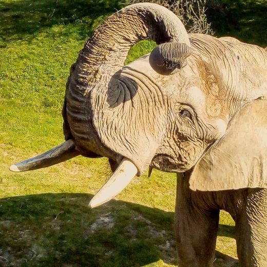 Animaux du Zoo African Safari : découvrez des espèces venues du monde entier!