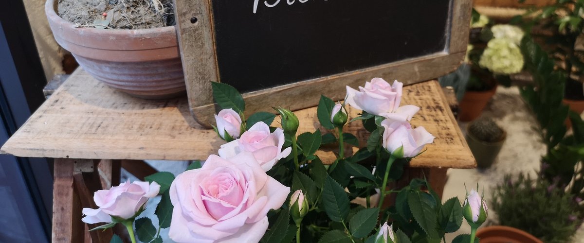 Une nouvelle boutique de fleurs (fraîches et séchées !) vient d'éclore à Toulouse