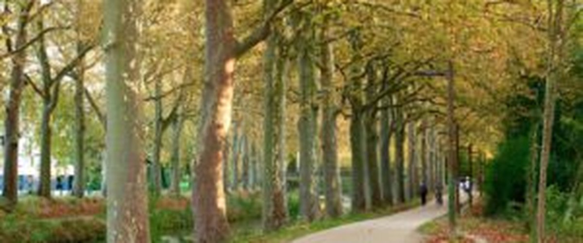 Parcs et jardins de Toulouse : nos coins de verdure préférés pour une balade sans quitter la Ville rose