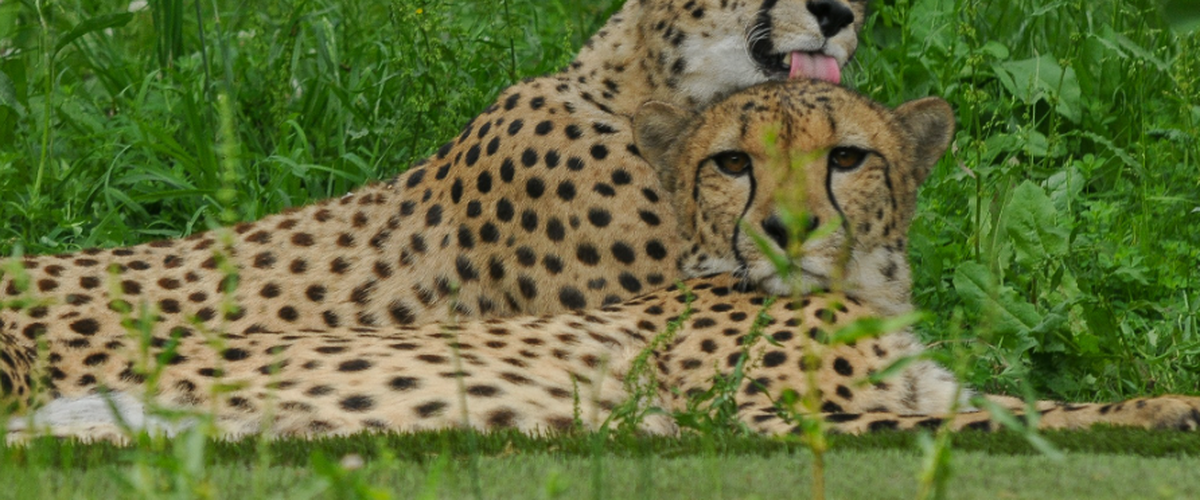 Nouveaux rendez-vous et espèces chez African Safari : à 20 minutes de Toulouse, la réserve africaine prolonge l'été