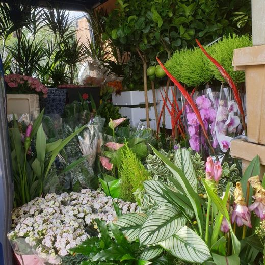 Jardinerie pépinière Bax Plantes