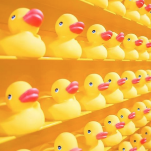 canards - espaceplaisir