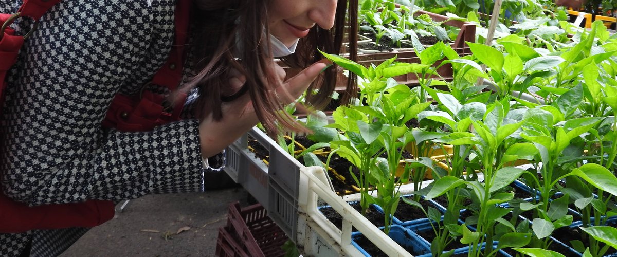 Fruits et légumes, vrac, plantes potagères... la nouvelle enseigne Les Producteurs bio pousse à Toulouse !