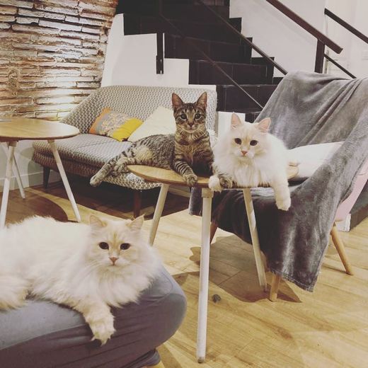 Salons de thé à Toulouse : 20 adresses pour se régaler à l’heure du tea ...