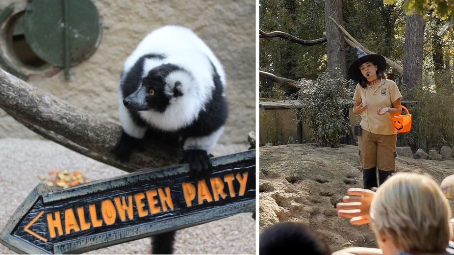 Halloween à African Safari
