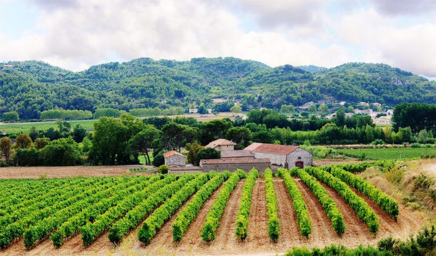 Les vins du Languedoc