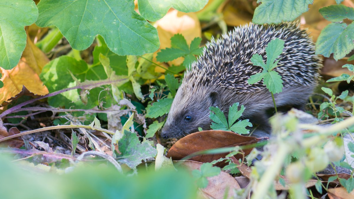 Toulouse, bientôt une ville