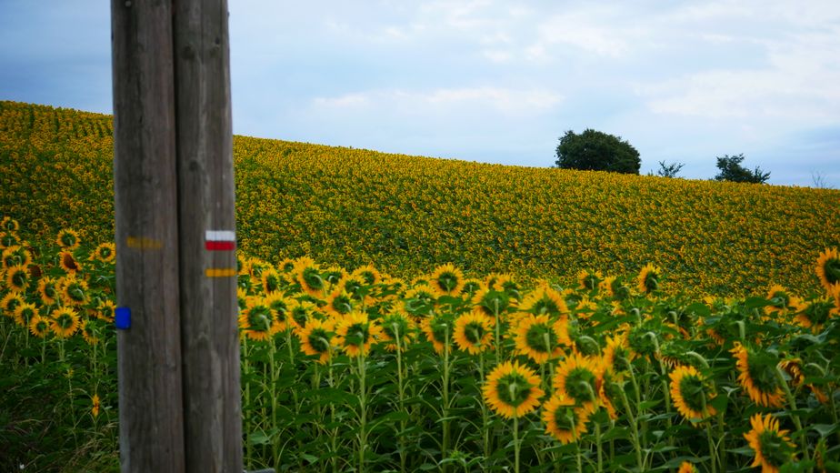 A lively walk in the Coteaux du Girou