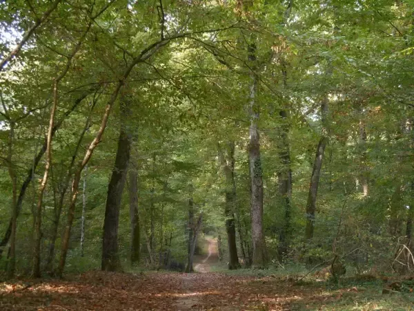 Bienvenue dans la forêt de Montech