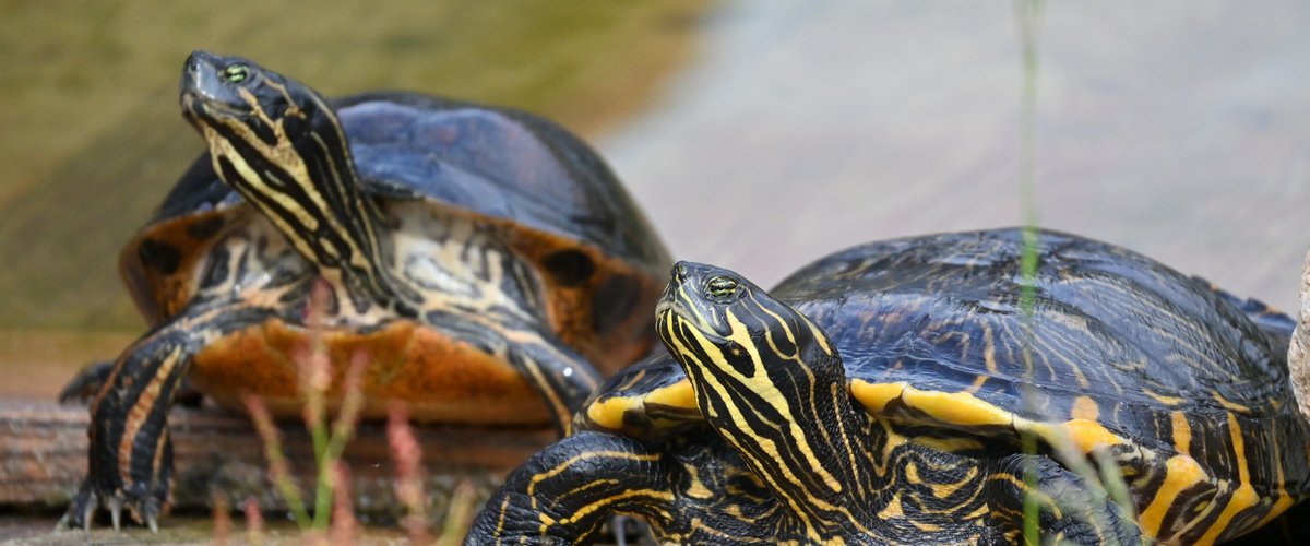 Des tortues à découvrir au Refuge situé à 30 minutes de Toulouse