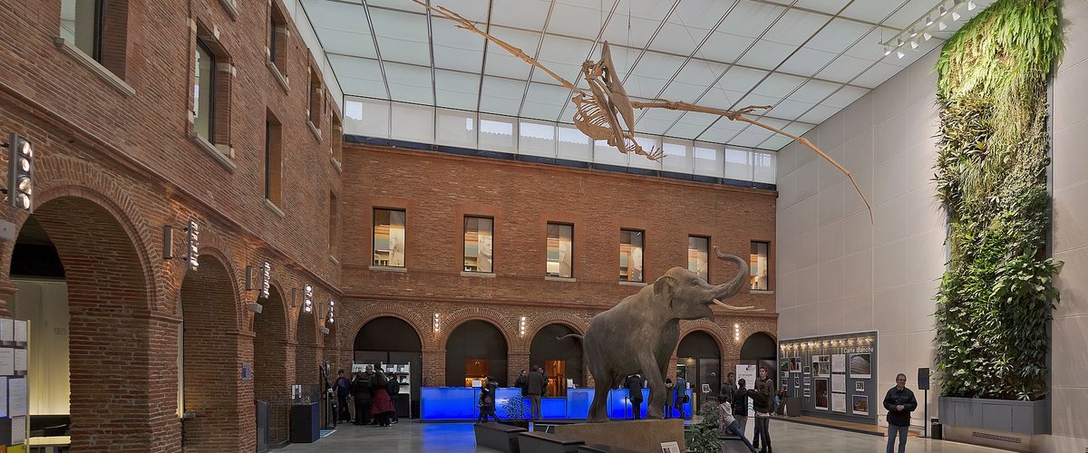 Le Muséum d’histoire naturelle de Toulouse fait partie des musées à découvrir gratuitement