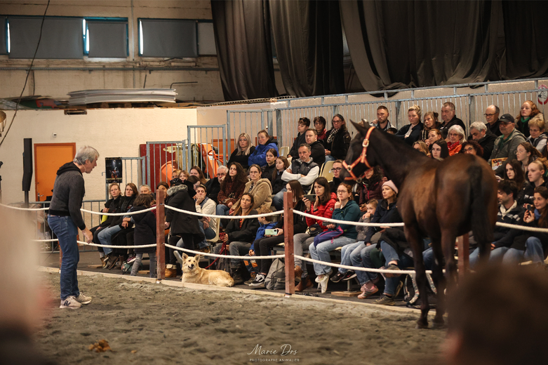 Au programme : des spectacles équestres , démonstrations variées et présentations de races, animations en continu et compétitions.